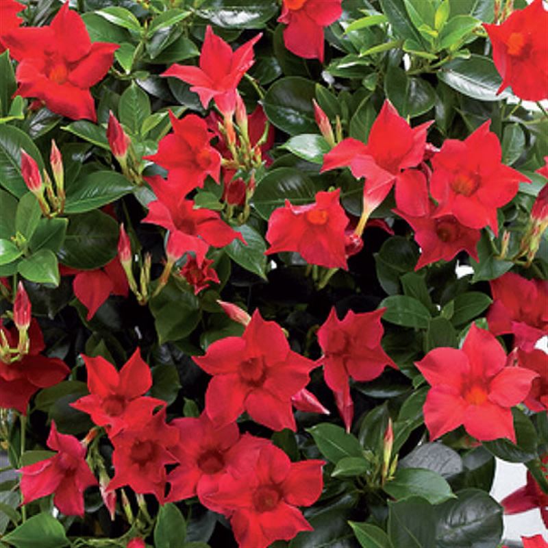 Sundevilla red®